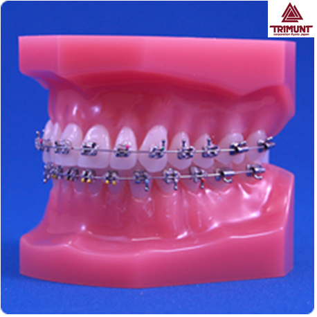 Transparent Jaw Model Removable Anatomical Rooted Teeth Model